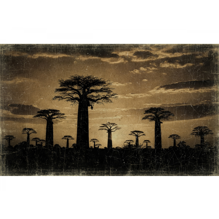 FORÊT BAOBABS MORONDAVA (150x100cm) FORÊT BAOBABS MORONDAVA (150x100cm)